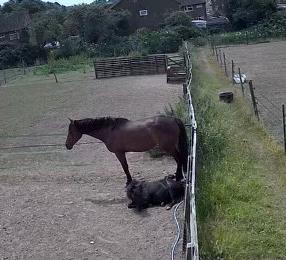 @Miniature horses