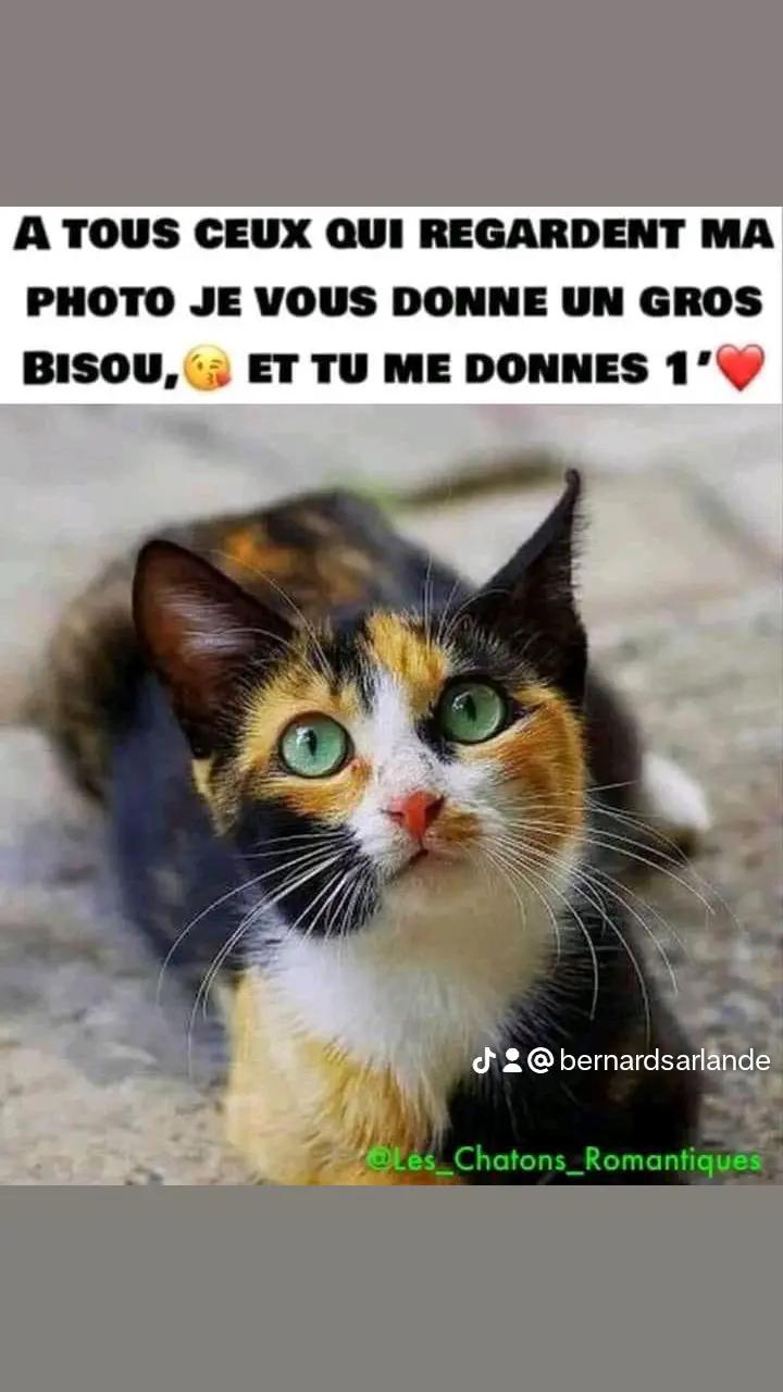 @bernard sarlande