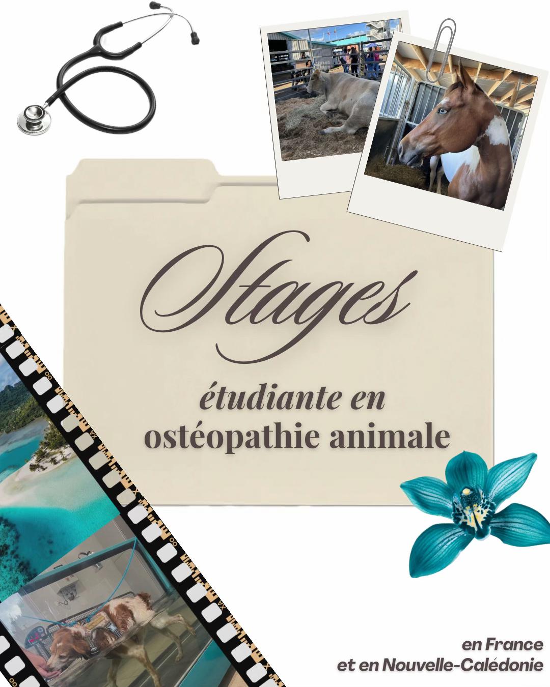 @Animae Ostéo