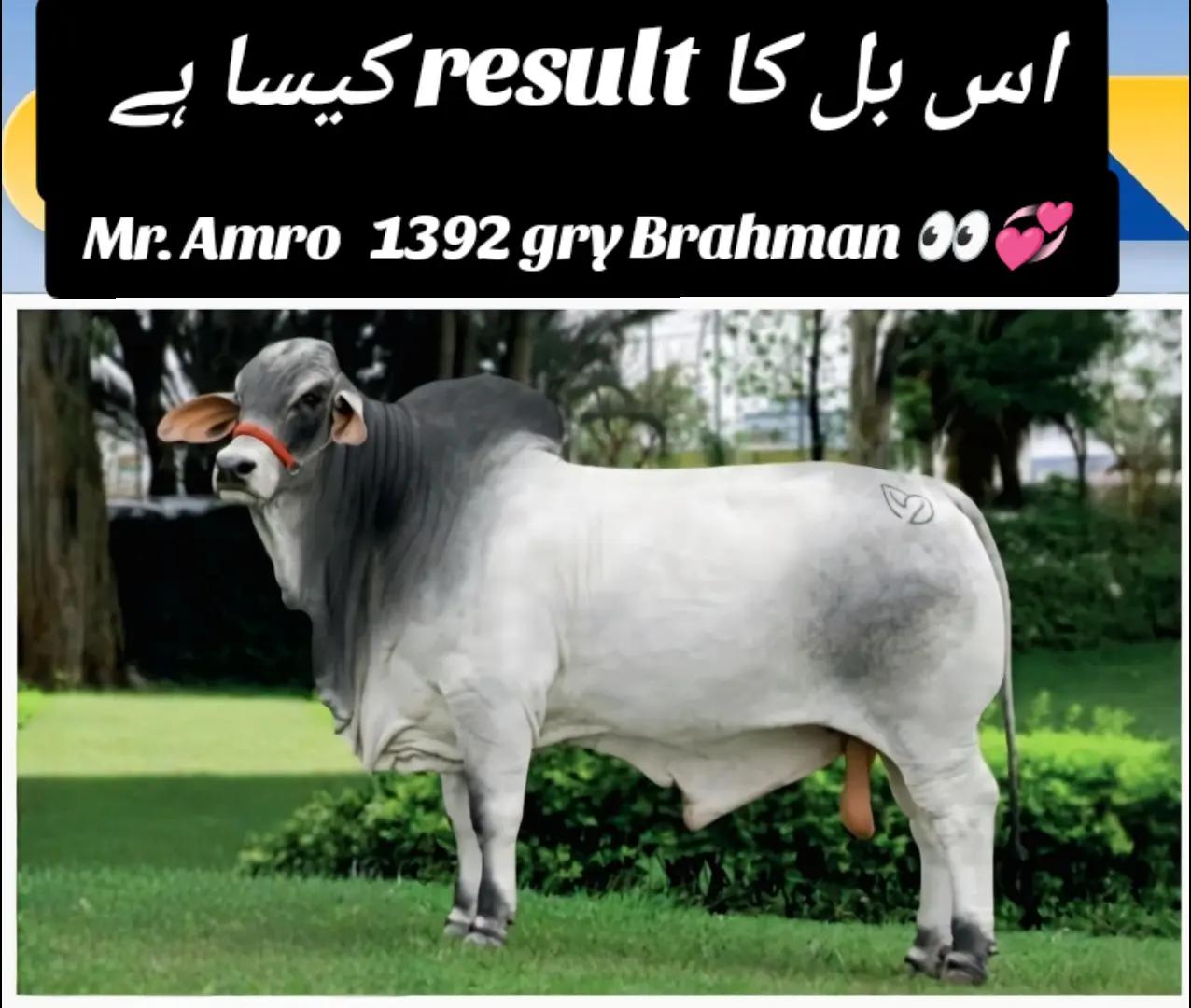 @The Brahmans Farming
