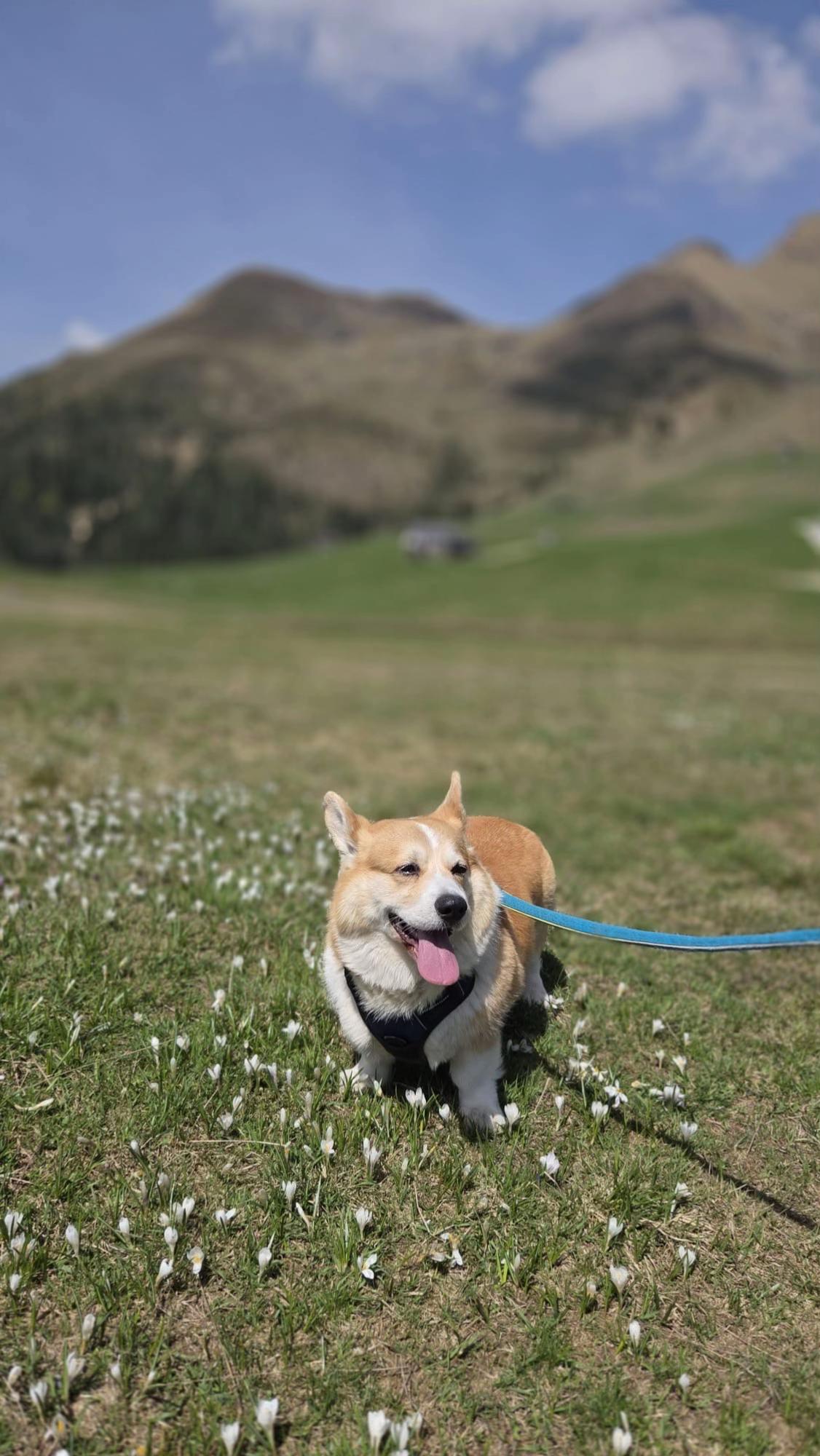 @Cheddar the Corgi