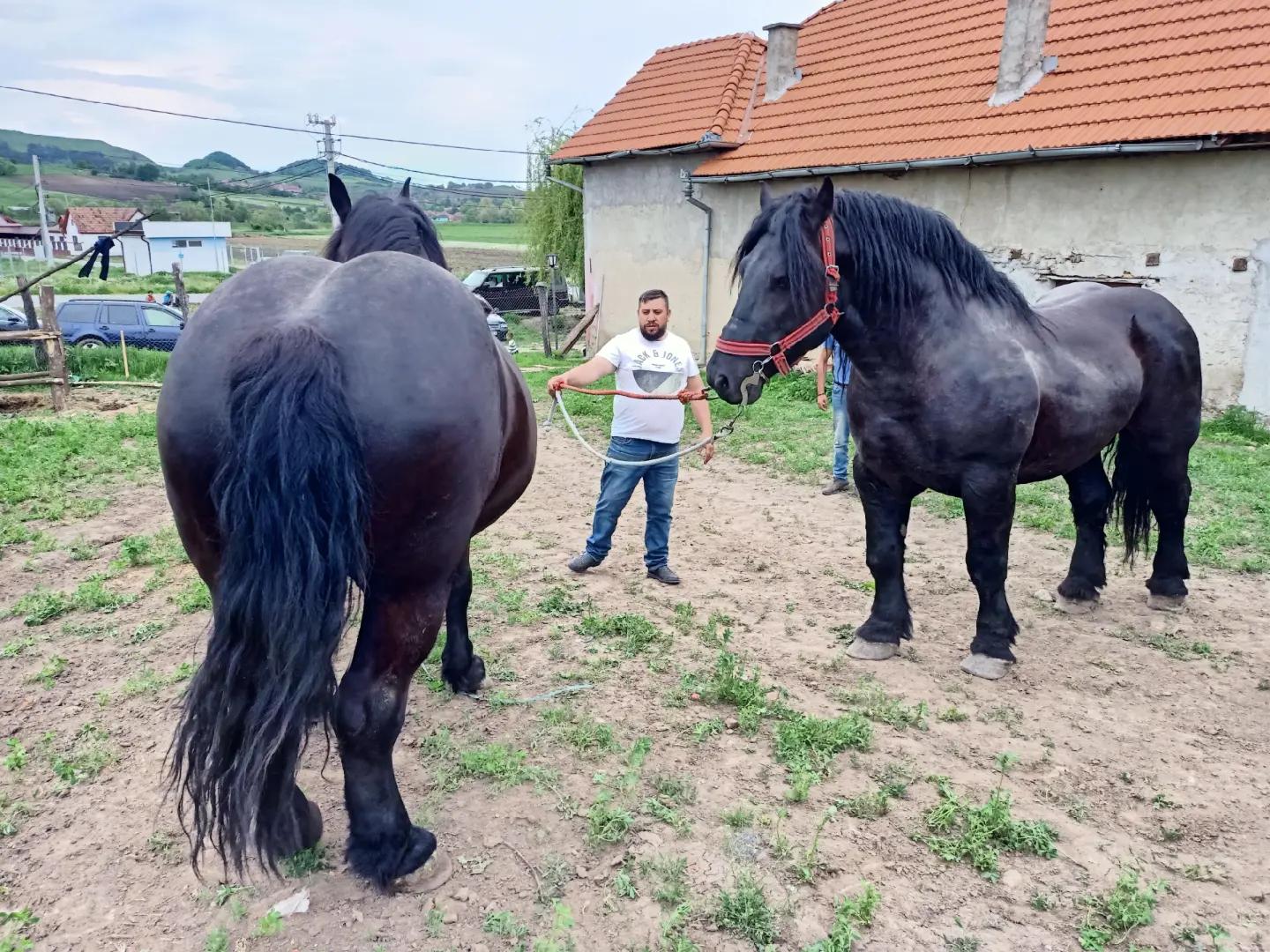 @Dănuț (Gimmy)