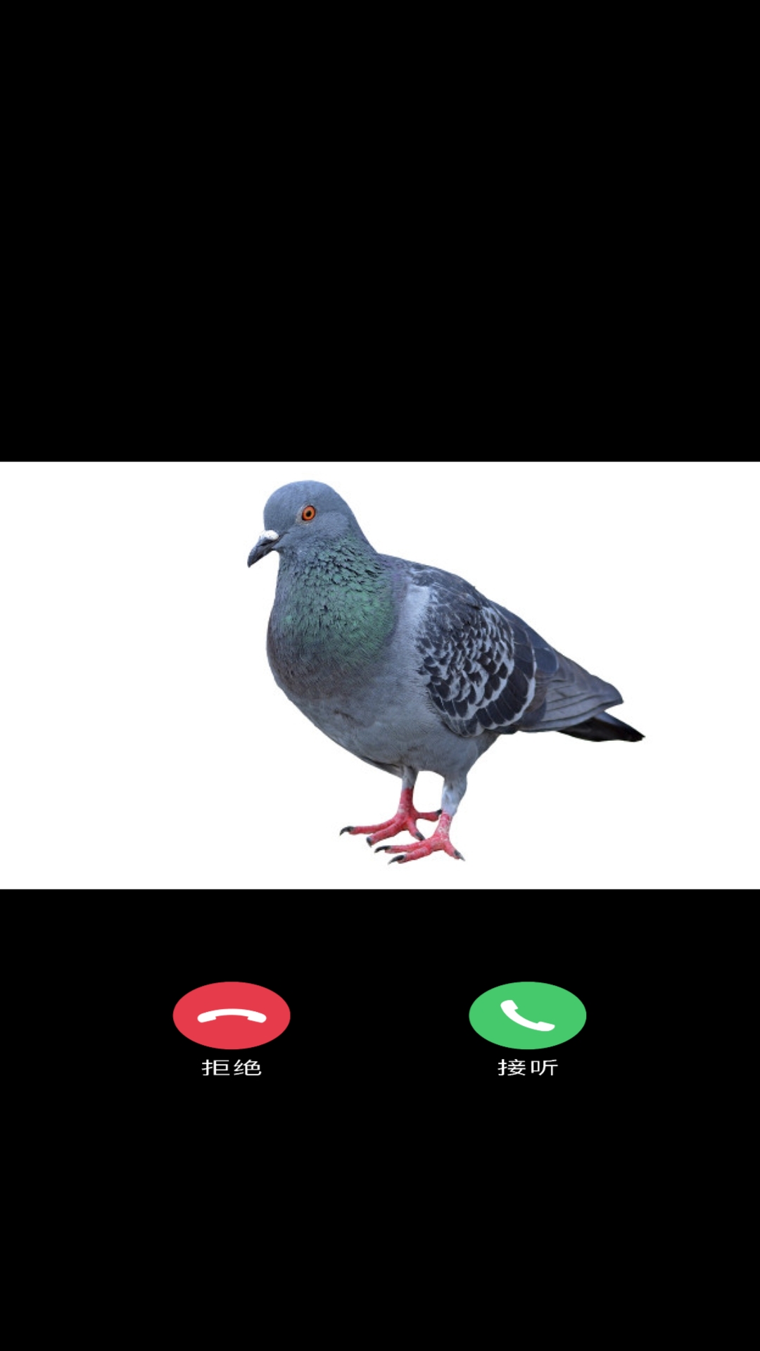 @Pigeon