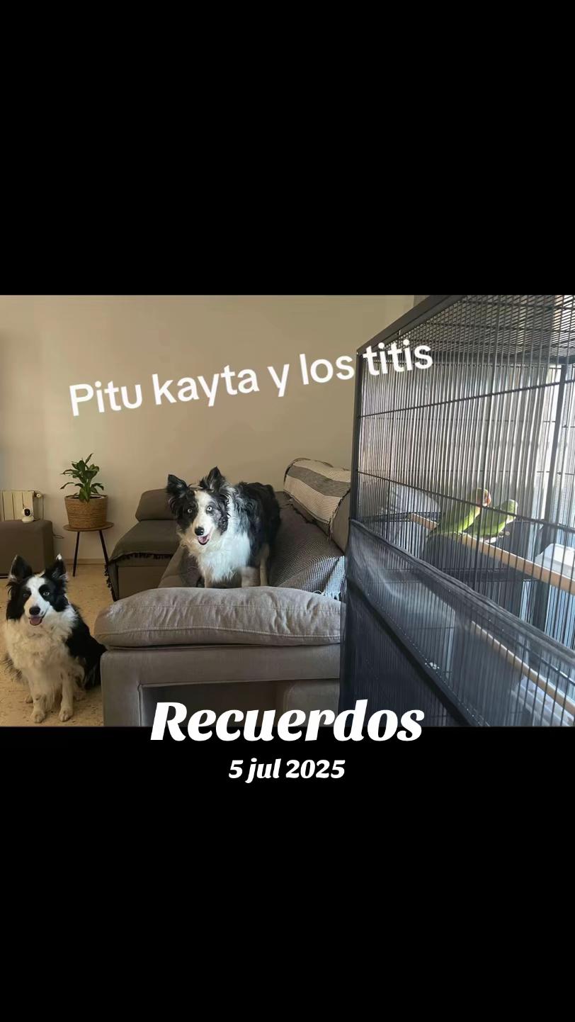 @Pituykay y agapornis