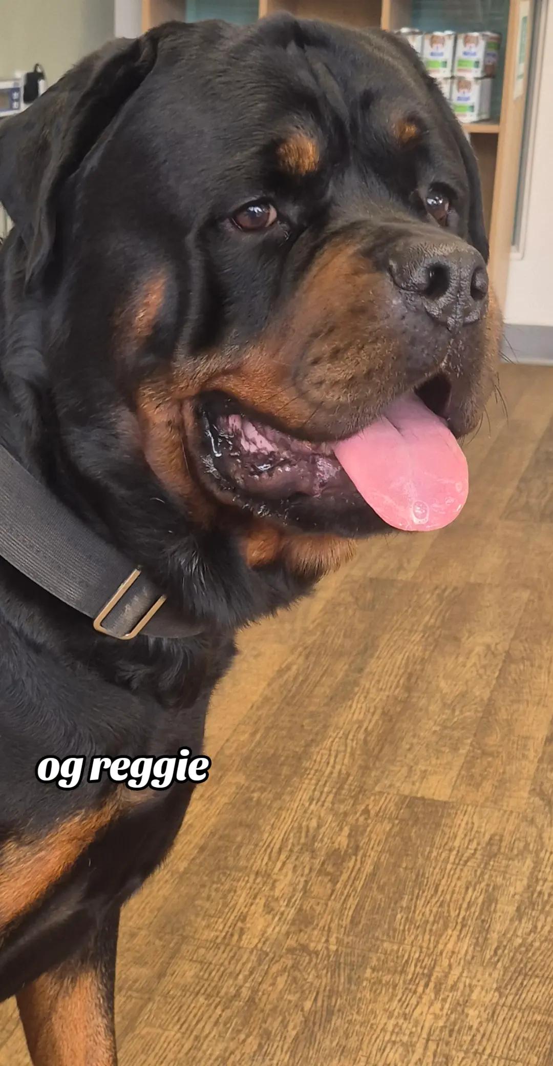 @Reggie the Rott