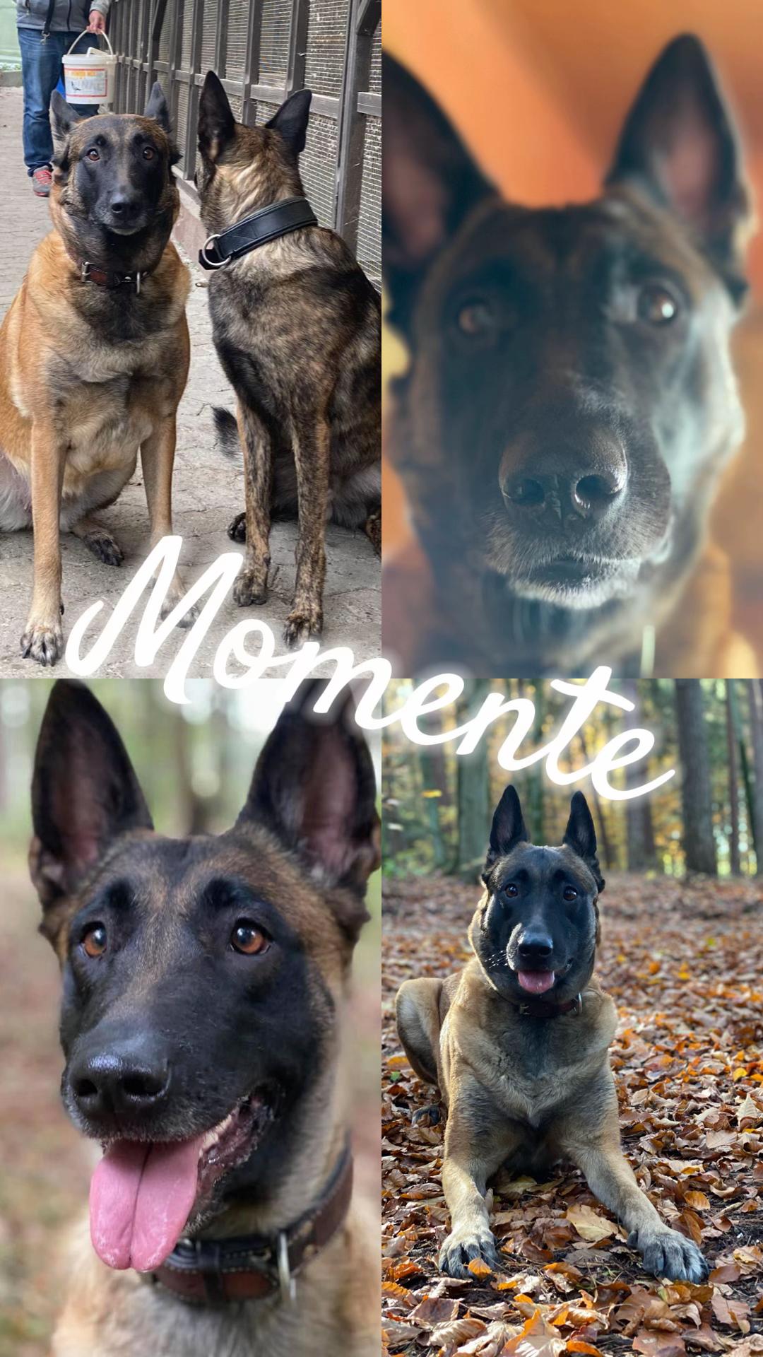 @malinois_und_ich