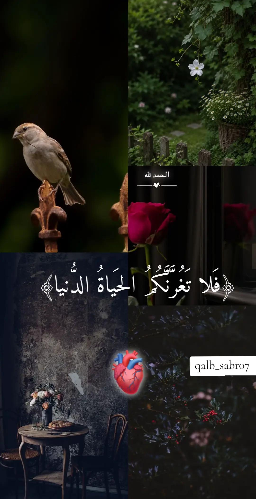 @𓆩♡𓆪 𝑸𝒂𝒍𝒃-𝒆-𝑺𝒂𝒃𝒓 𓆩♡