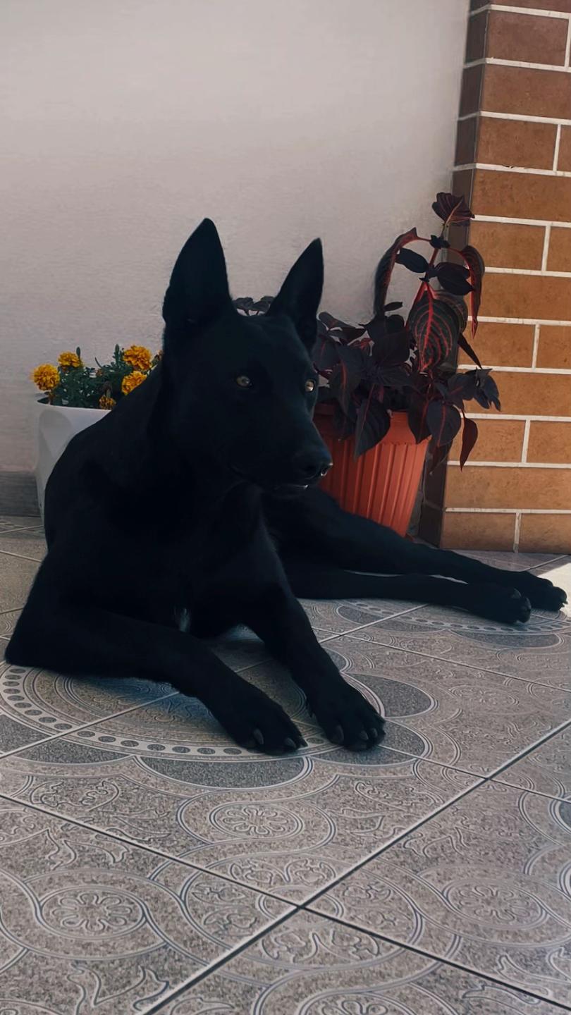 @The_belgian_malinois