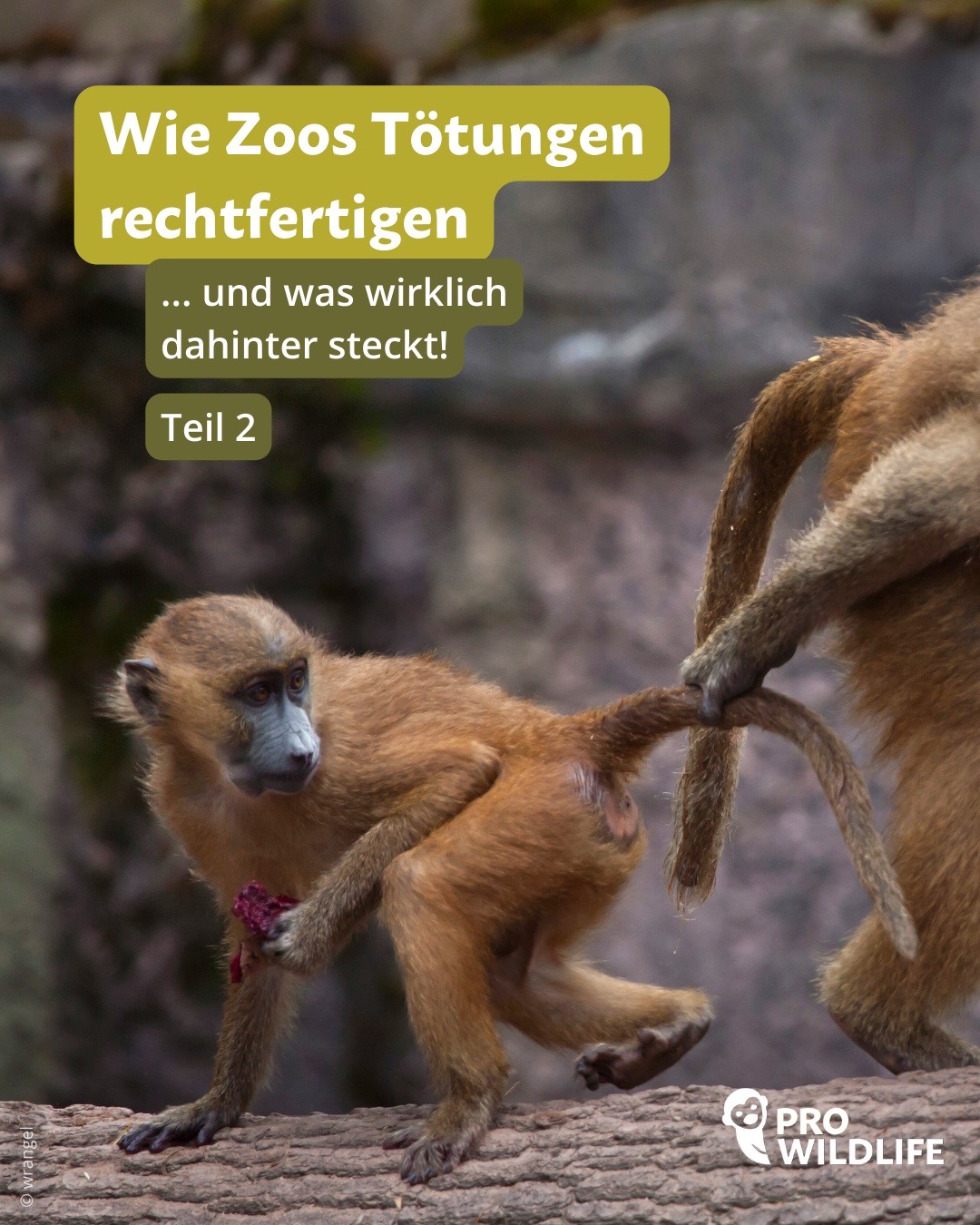 @Pro Wildlife