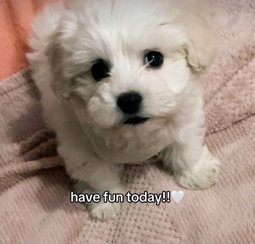 @🎀