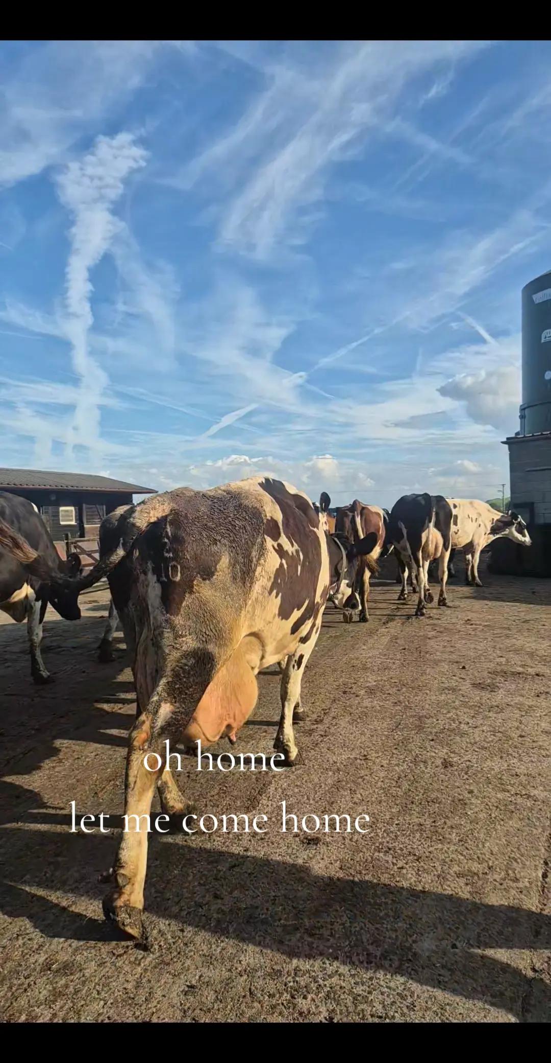 @m.scott 🐄🤠