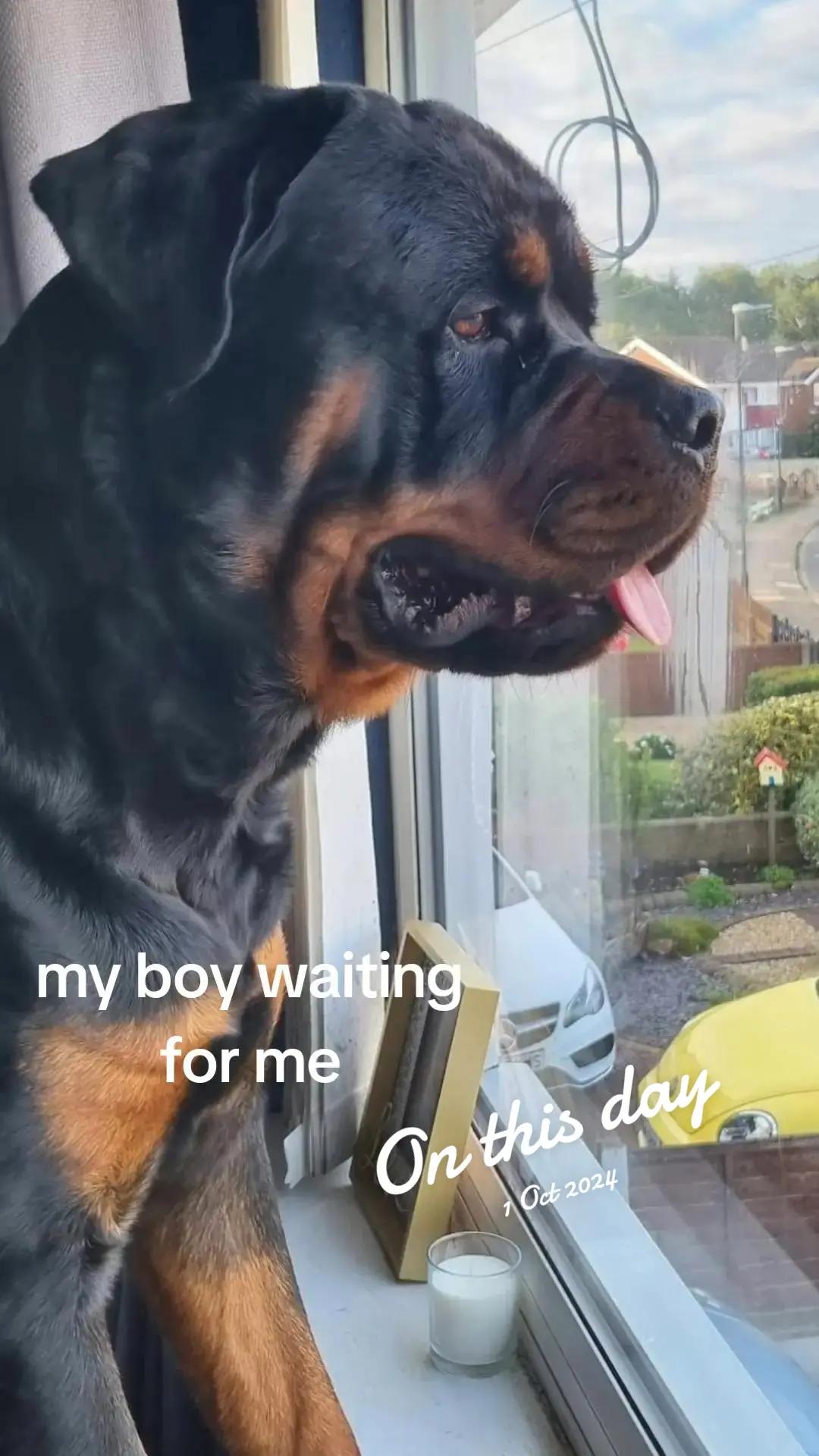 @Reggie the Rott