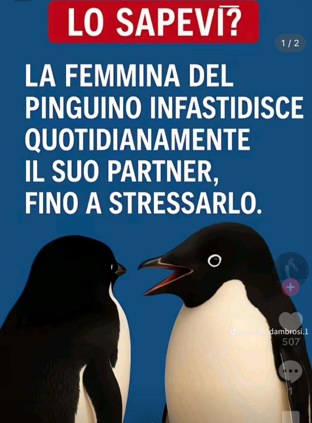 @Anna Morra