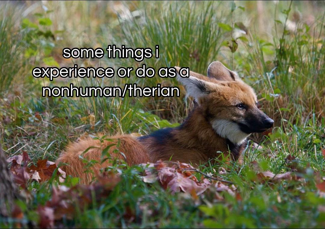@⋮ ✩ 𝘭𝘺𝘬𝘰𝘴ˏˏ𓄀