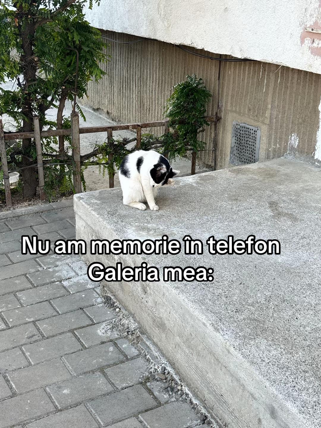 @Timeea Stoica