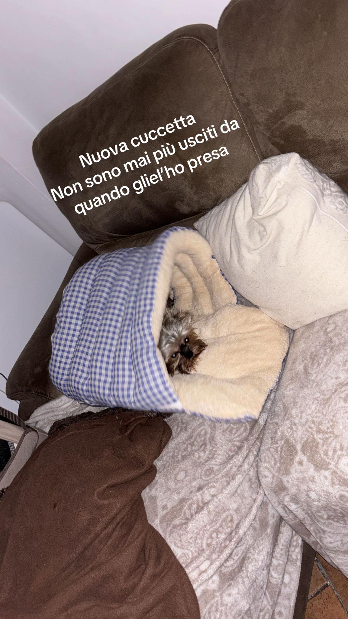 @Simba and Chloe