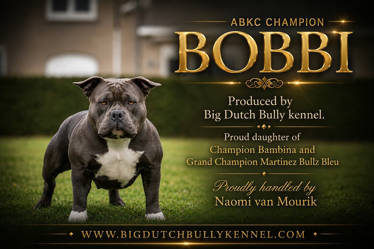 @bigdutchbullykennel