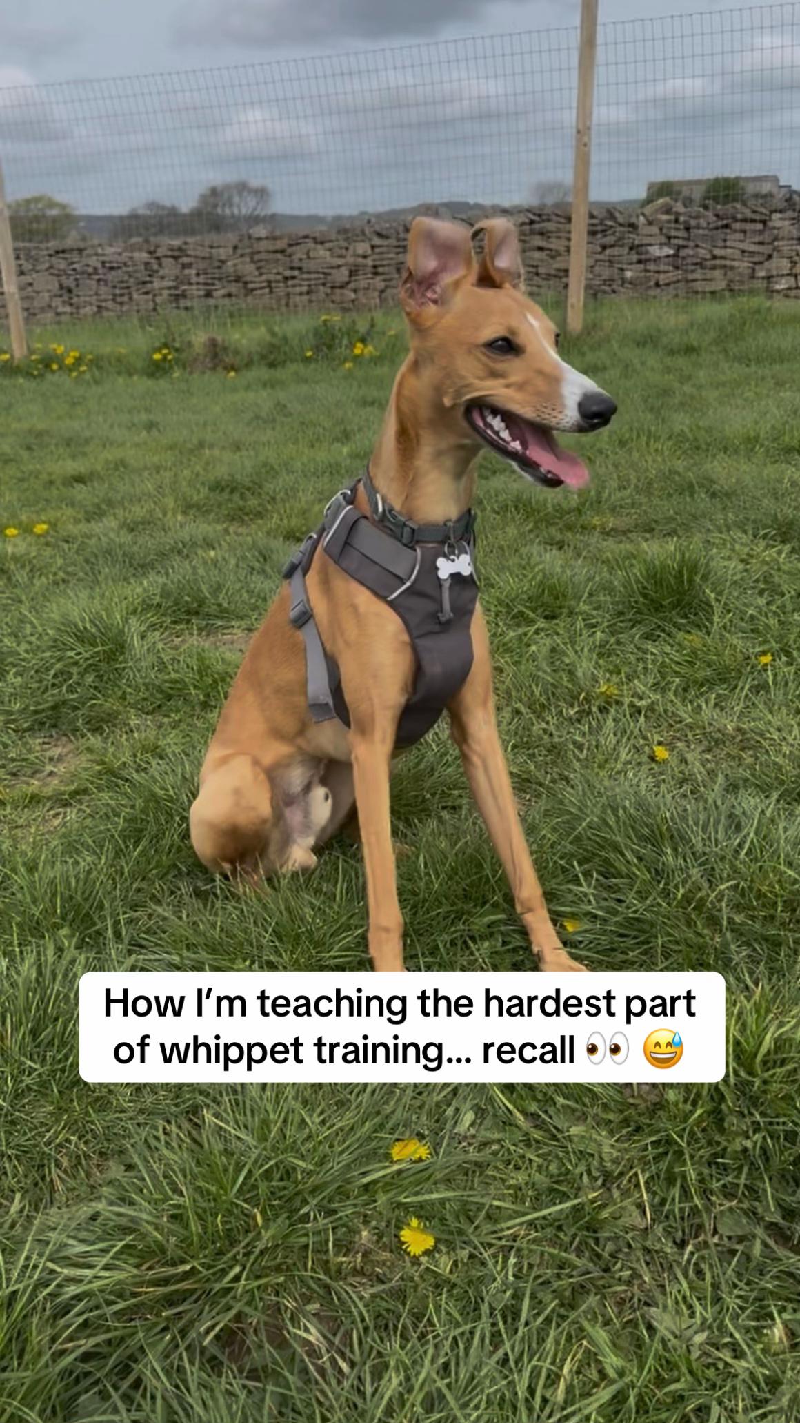 @Sam and her whippet
