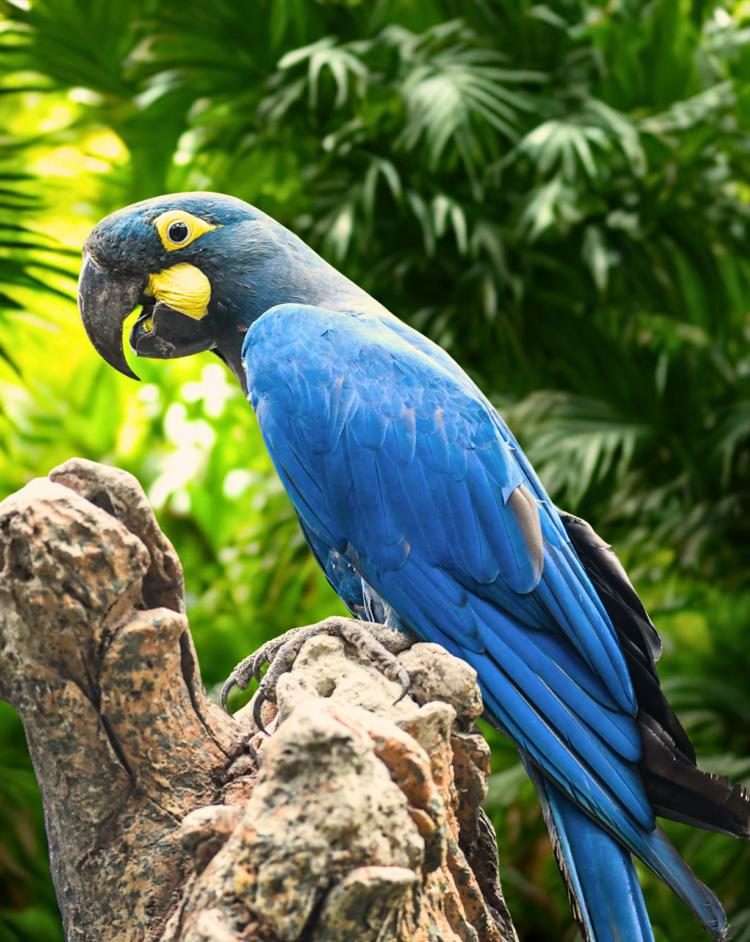 @Loro Parque
