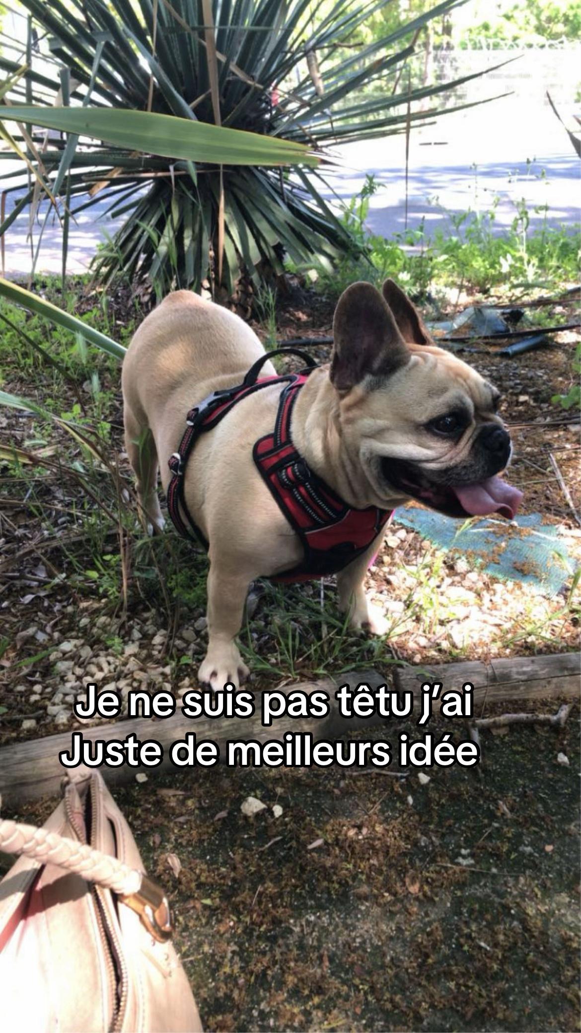 @les aventures de Nina