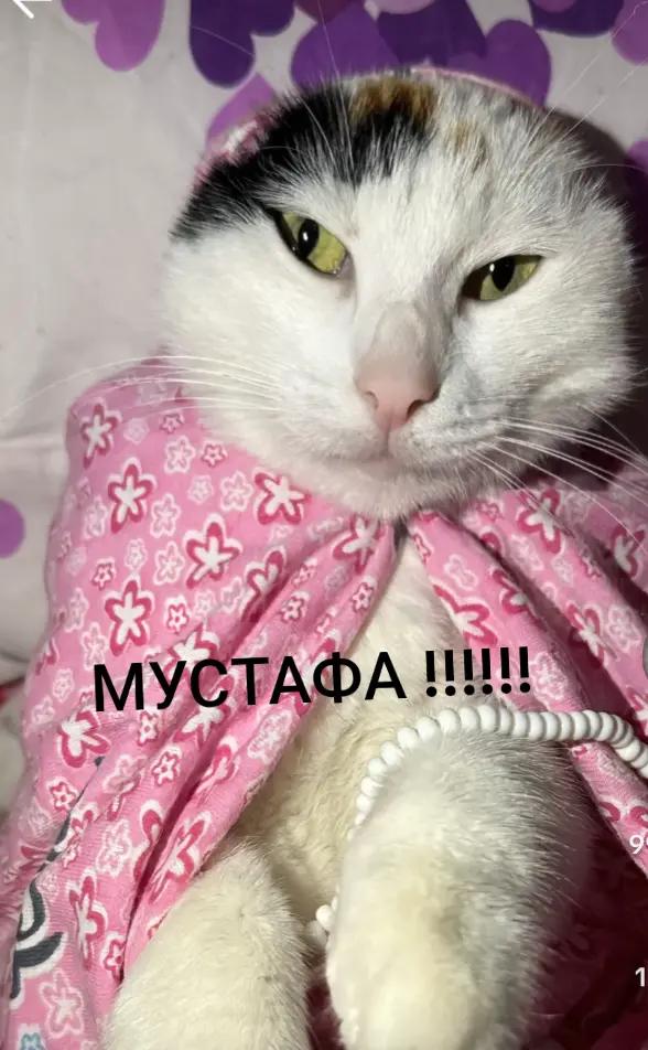 @🌺Mimkata🌺