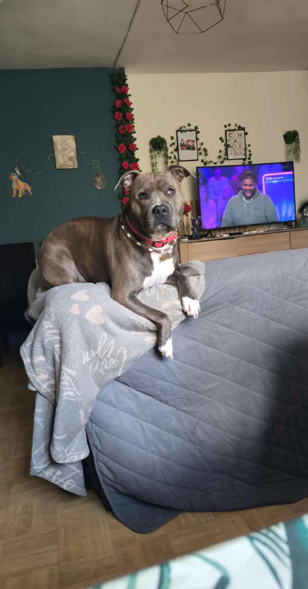 @Saphirlastaffy