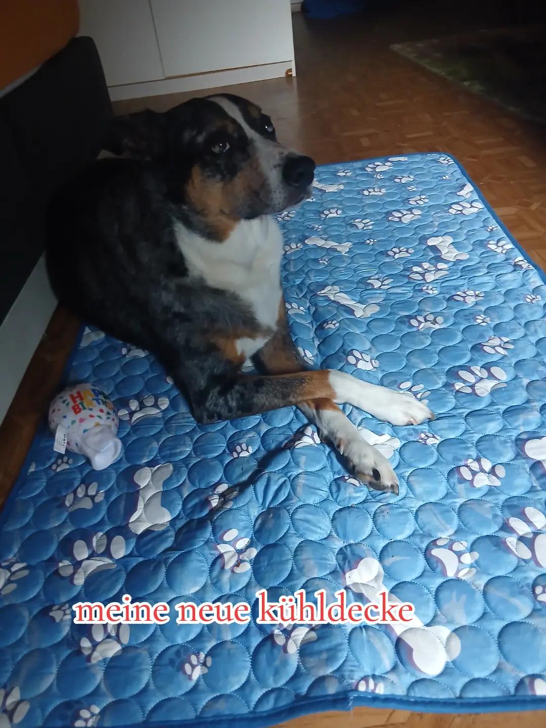 @Buddy the fundog