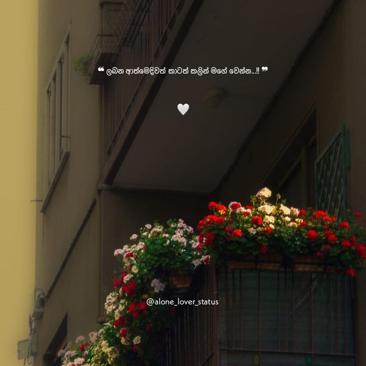 @🍃ᴀʟᴏɴᴇ_ʟᴏᴠᴇʀ_sᴛᴀᴛᴜs🥀🍂