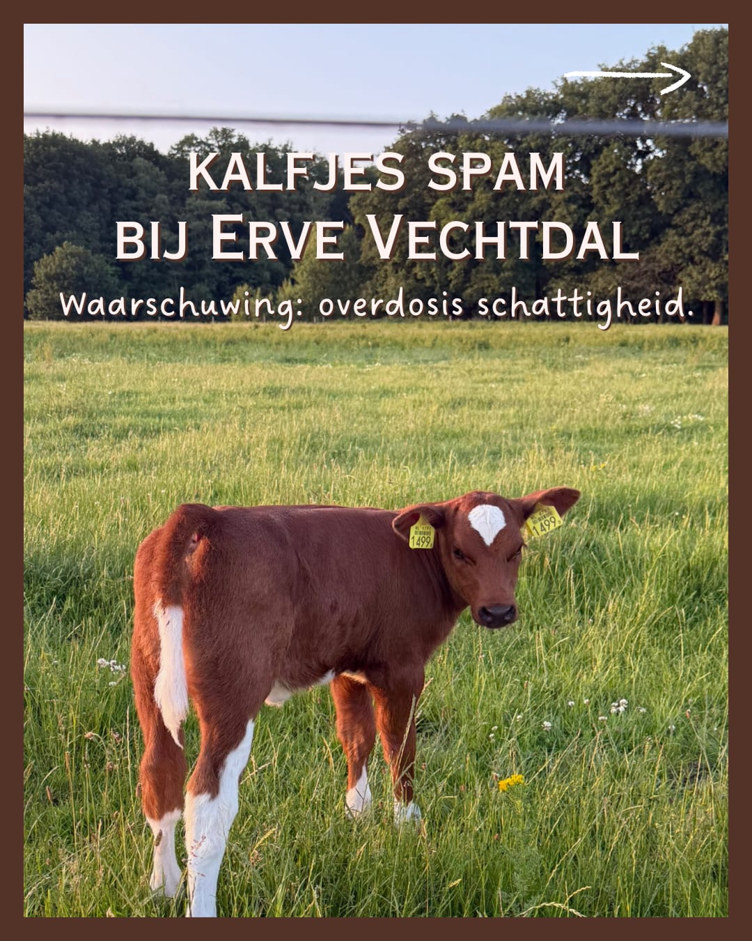 @Erve Vechtdal Koe Safari