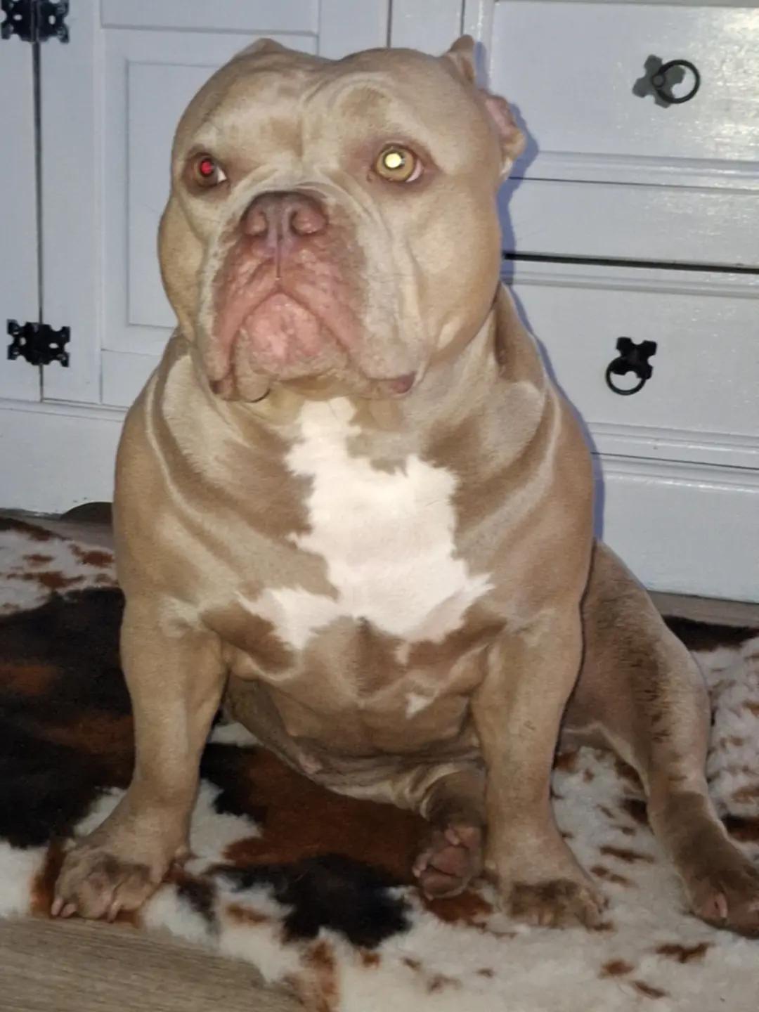 @🐾BULLY💗MOM🐾