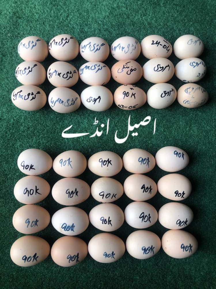 @Poultry Markaz