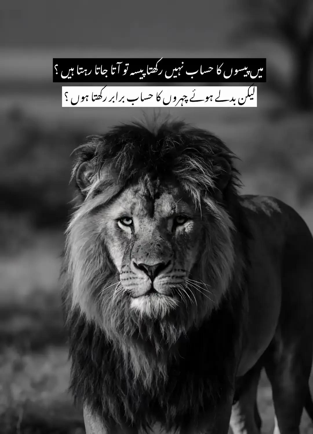 @Talhat Hussain