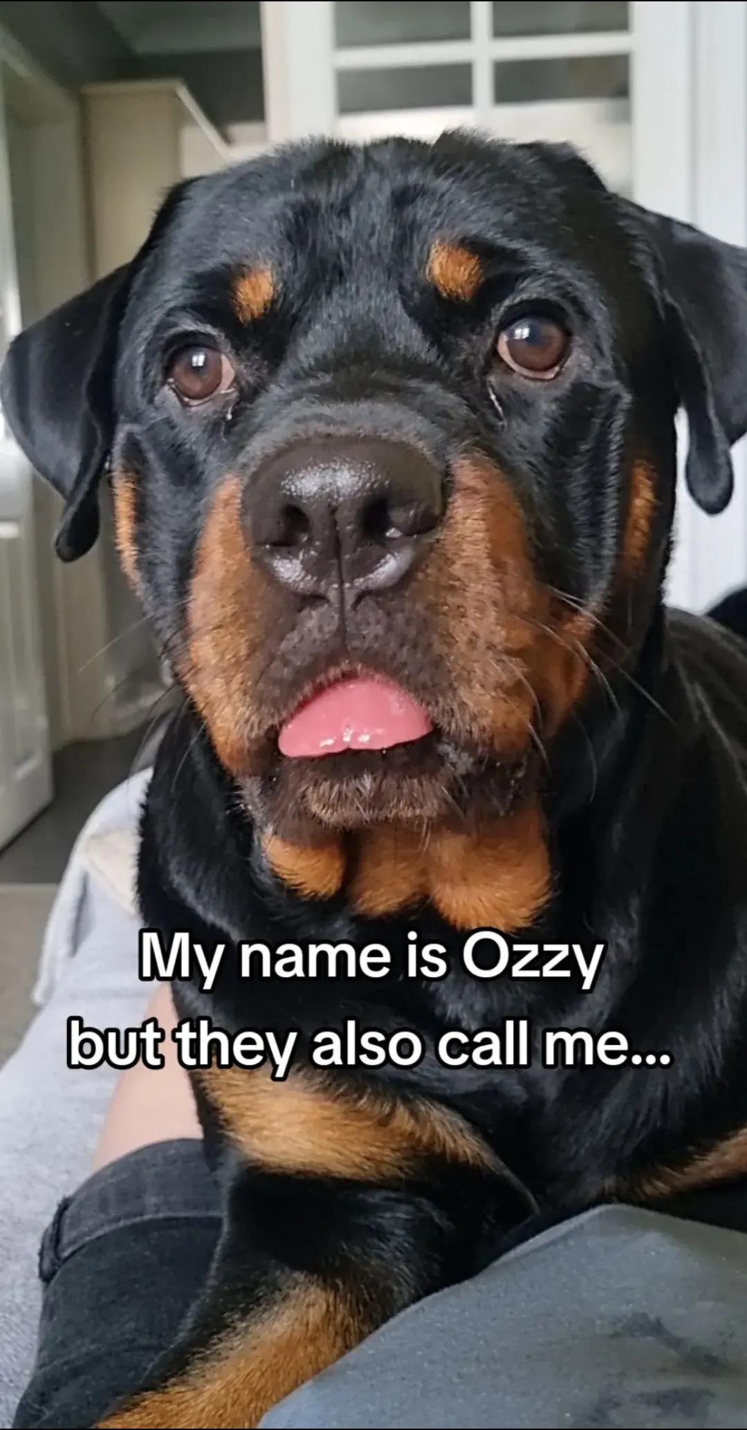 @🐾Tommy🐾Samson🐾Ozzy🐾