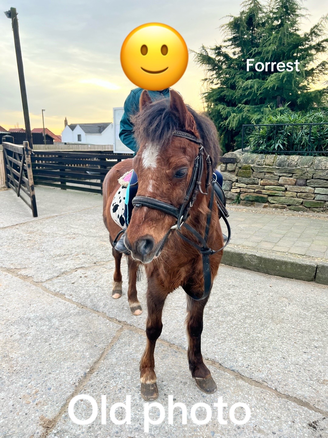 @LottiesHorseAdventures🦄🐴