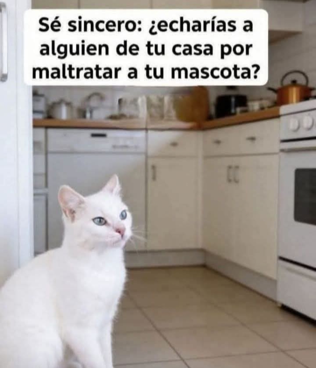 @❤️💛💜Nelo 2.0 🐈&zwj;⬛🐈🙀