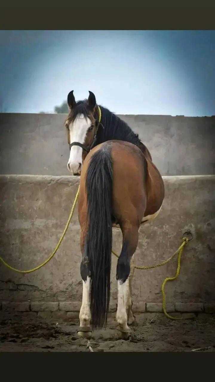 @مہر عامر سہیل لک🐎🏆🥂