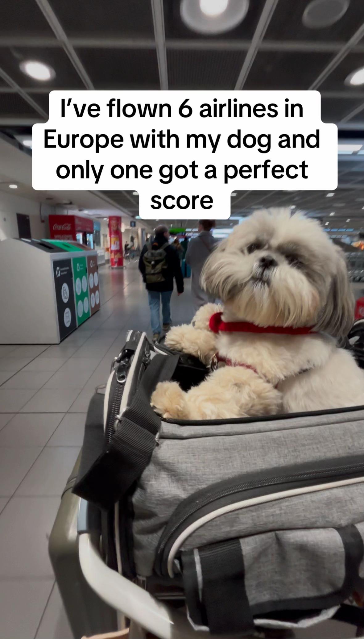 @Daisy | The Dog Travel App