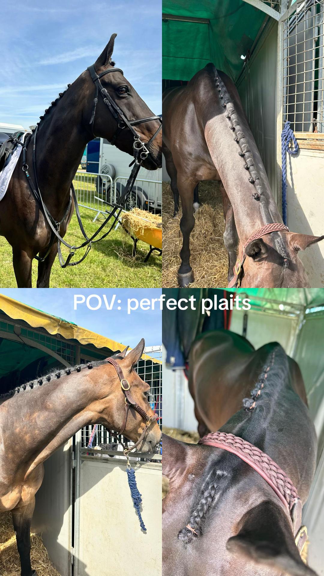 @markedwardsshowjumping