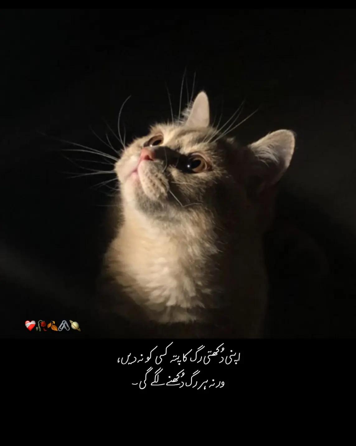 @𝙇𝙤𝙨𝙩_𝙩𝙝𝙤𝙪𝙜𝙝𝙩𝙨^᪲᪲᪲