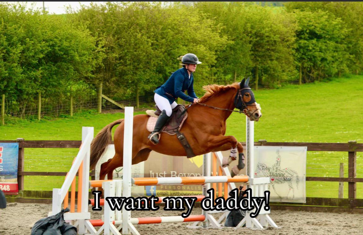 @The chestnut and the bay🫶