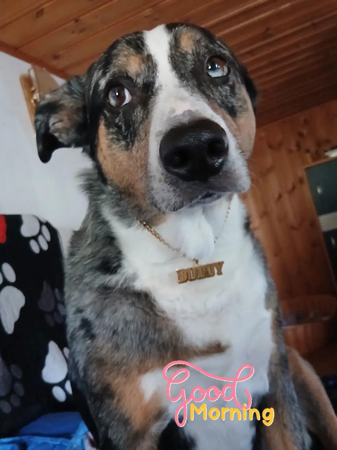 @Buddy the fundog