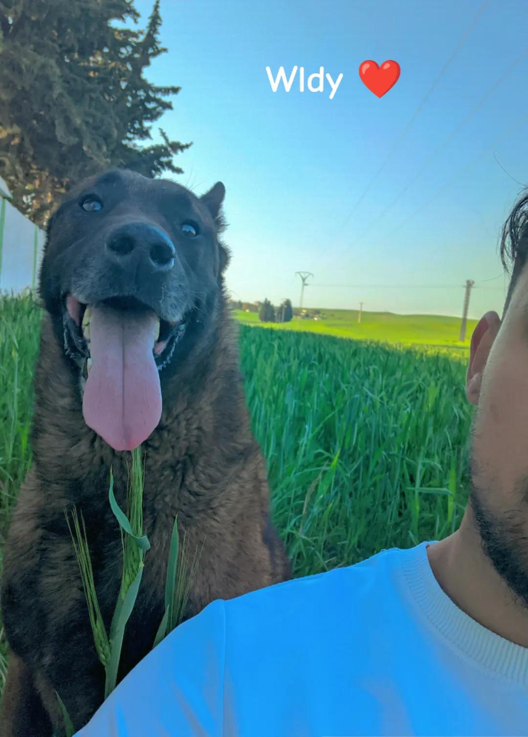 @Cizeer_kiva malinois k9 🐕🦺