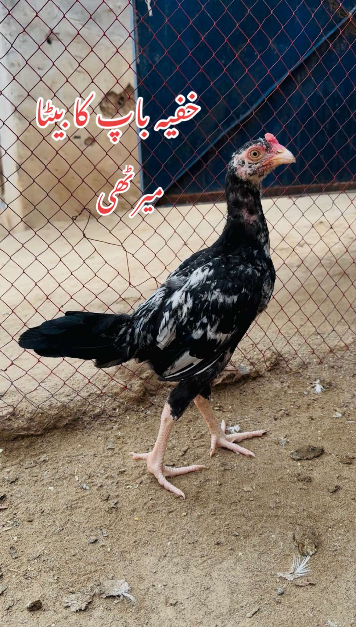 @Poultry Markaz