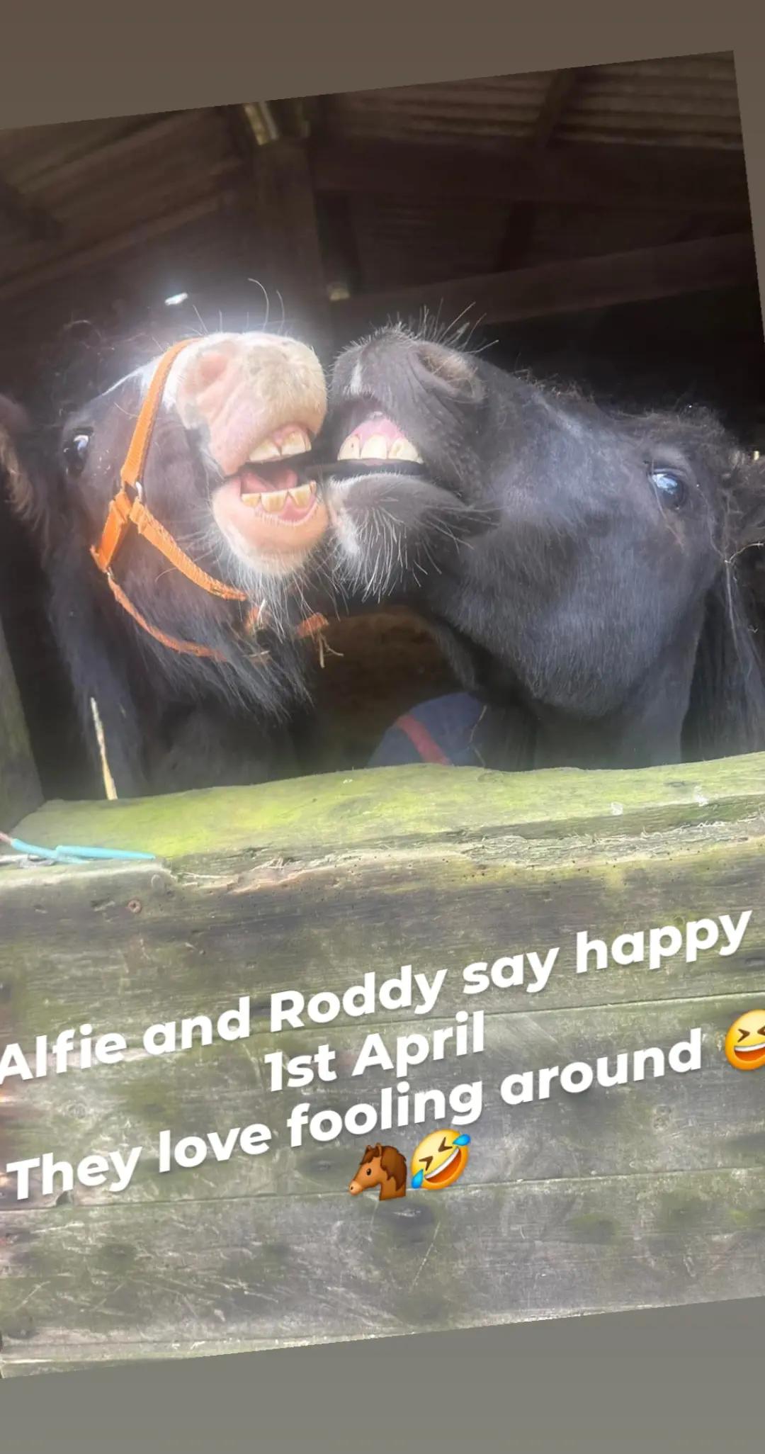 @Alfiepony