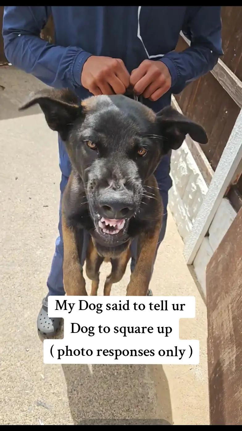 @K9Malinois