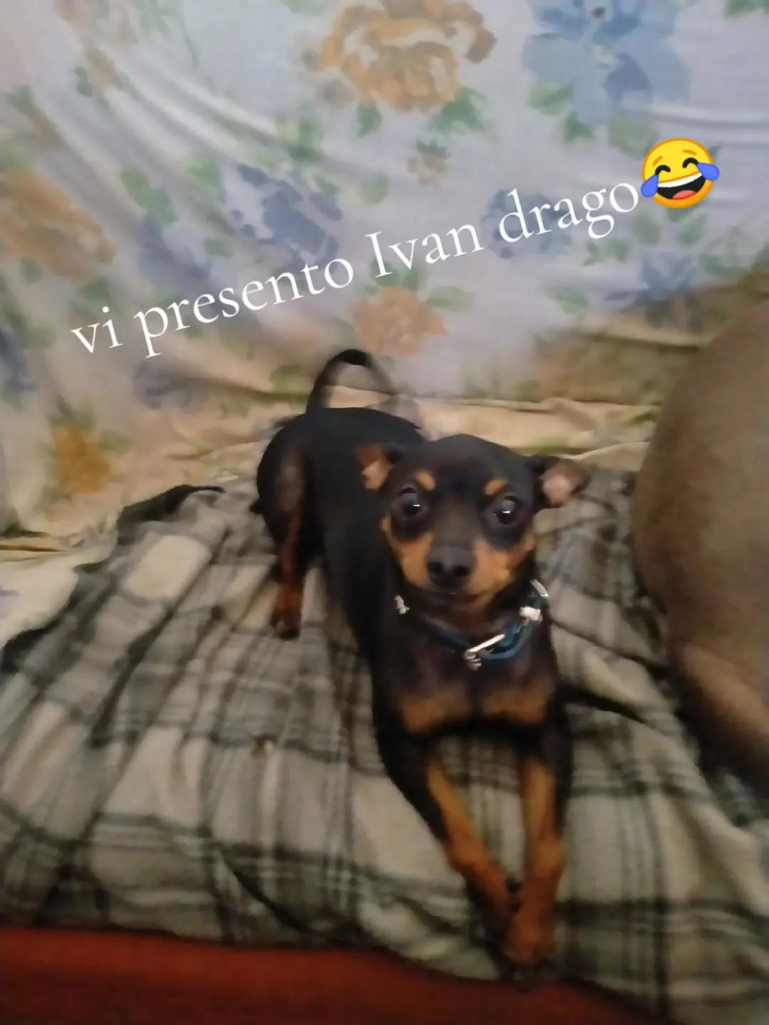 @Giuseppe foggia