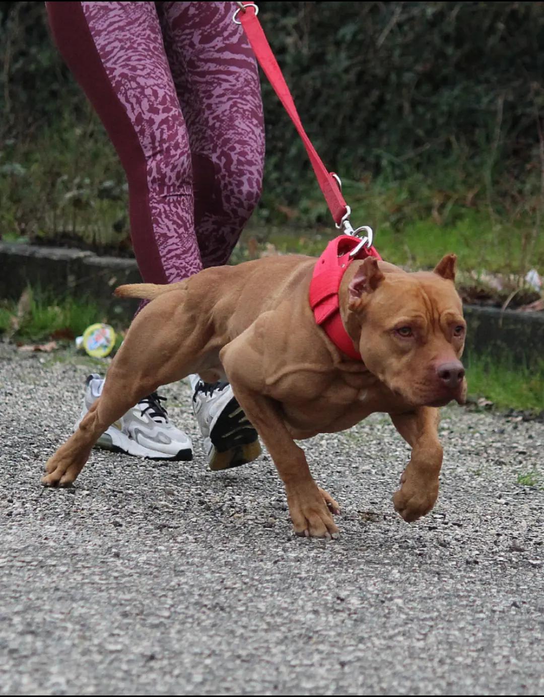 @Raoul's apbt