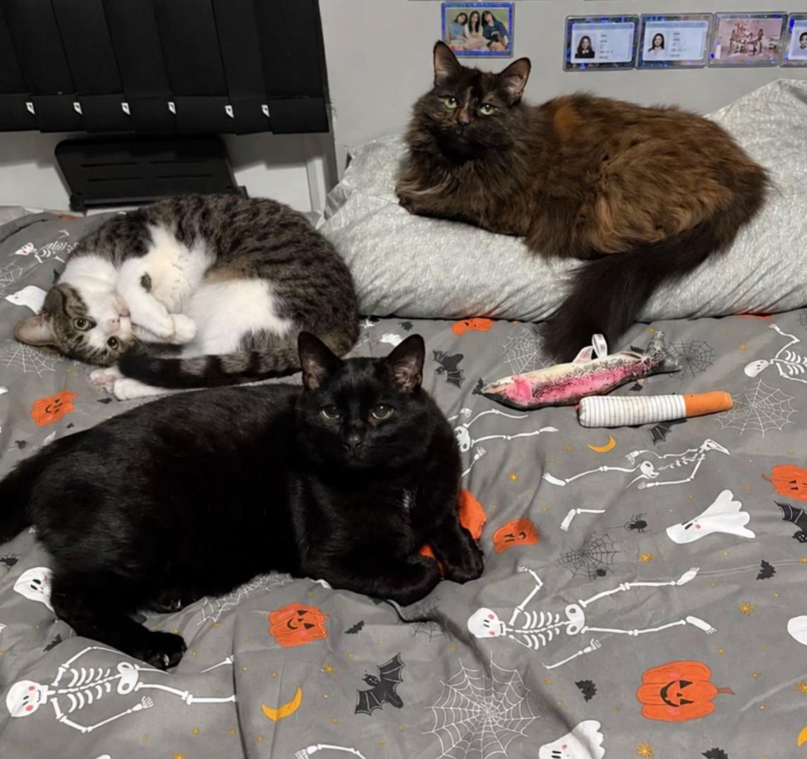 @Teefie_tribe 🐈⬛🐈⬛🐈🦷🦷