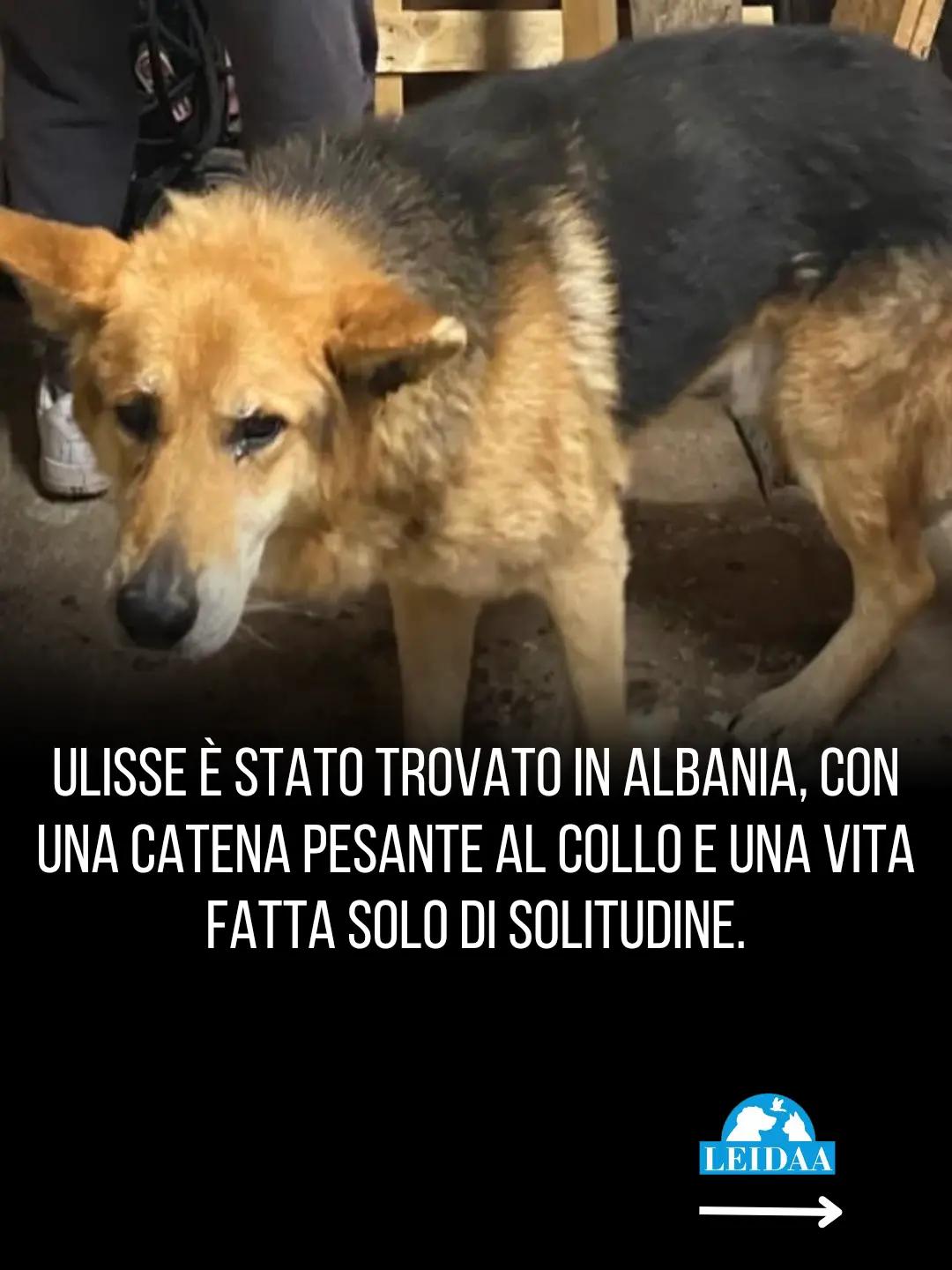 @LEIDAA