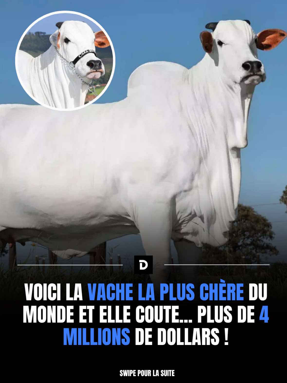 @Demotivateur